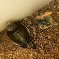 طوطی عروس سرلاکی سی روزه سی پنج روزه