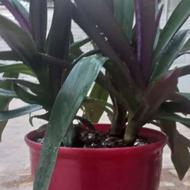 گل پرریشه وزیبا با تحمل بالا