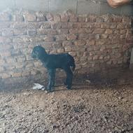 بره شیر خوار نر