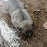 دو توله ماده سرابی واگزاری