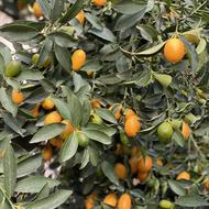 فروش ویژه کامکوات پرخاصیت