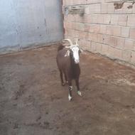 بزغاله ماده از نژاد شیری