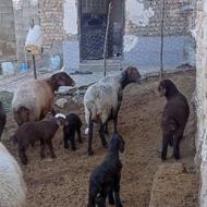 گوسفند بره دار