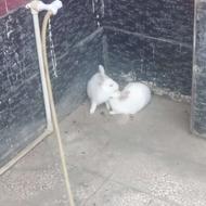 سه عدد خرگوش فروشی