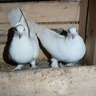 کبوتر تزئینی