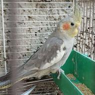 طوطی عروس هلندی