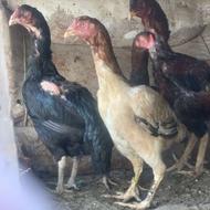 سه عدد مرغ لاری جنس دار