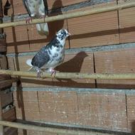 تعداد کبوتر نر پرشی با ضمانت