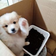  واگذاری سگ‌ پاکوتاه خوشگل 2 ماهه پشمالو