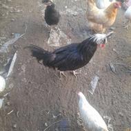 فروش مرغ و خروس لهستانی