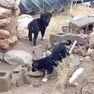 دوتا توله سگ گول (نر) که از نسل سگ گرگ و پژدر هستندواگذاری