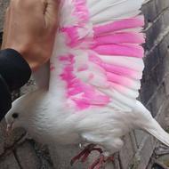 کبوتر پرشی ماده