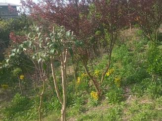 فروش ویلا و زمین