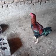 فروش خروس وقوغاز