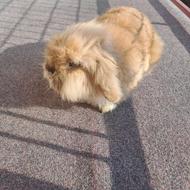 خرگوش لوپ اصیل