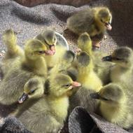 بچه غاز یک هفته ایی سالمو سرحال