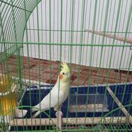 عروس هلندی با قفس