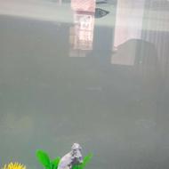 آکواریوم شیشه خم