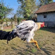 مرغ و خروس محلی