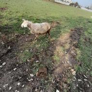 گوسفند.بره. ابستن