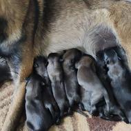 سگ تول مالنیویز واگذار