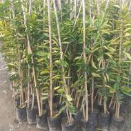 فروش نهال پیج پایه سیتروملو