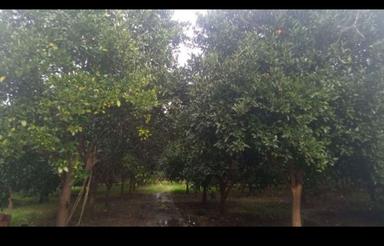 فروش باغ 3000متری احمدکلا