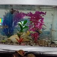 ماهی گوپی گلد