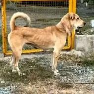 واگذاری سگ ماده