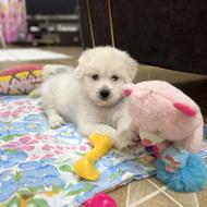 شاه توله شیتزو واگذاری