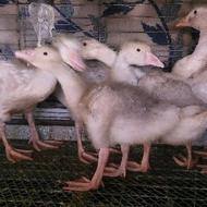 فروش جوجه غاز