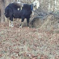 یک راس قوچ چال پلنگی زانو زن شیشک