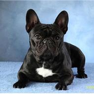 سگ فرنچ بولداک اصیل واگذاری