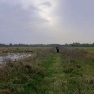 شالیزار مکانیزه 2600مترمربع