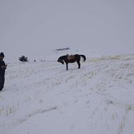 مادیان درجه یک