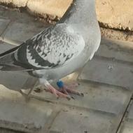 کبوتر مسافتی جاده