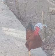 مرغ وخروس محلی