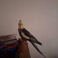 عروس هلندی نر