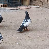 کبوتر سینه ای