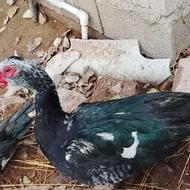 دو عدد اردک خارجی با قیمت مناسب