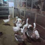 فروش غاز نر اوکراینی