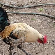 خروس محلی سالم وخانگی