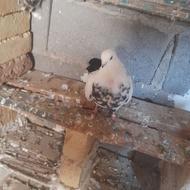 کبوتر دم سیاه