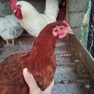 فروش مرغ محلی