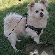 واگذاری سگ پامر