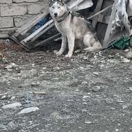 واگذاری سگ هاسکی اصل 6ماهه