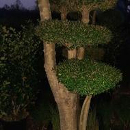 یاس درجه یک