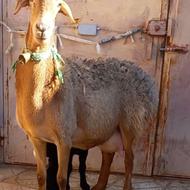 شاه میش چینی زاییده