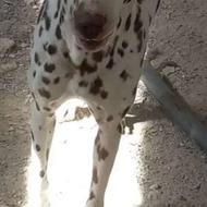 واگذاری سگ توله 6ماه