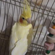 یک جفت عروس هلندی